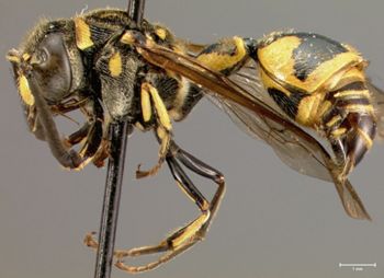 Media type: image;   Entomology 31075 Aspect: habitus lateral view